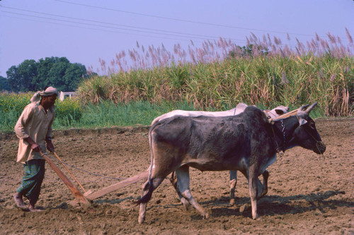 Tilling with cows