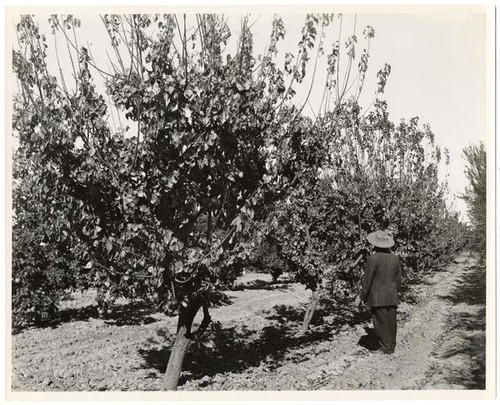 Man observing orchard