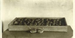 Identification of Luther Burbank potato hybrid from the Gold Ridge Experiment Farm--a flat of Burbank potatoes with two sprouted potatoes in front