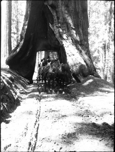 Sequoia -Morehead Family