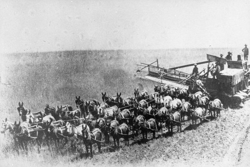 Mule Team Harvesting