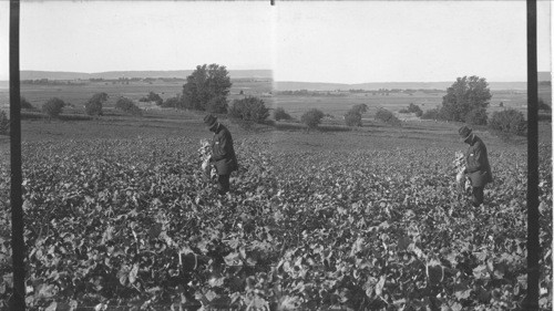 View from Cornwallis Valley, Turnip field in foreground, Canard, N.S