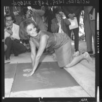 Sophia Loren pressing her hands into wet cement at Hollywood Walk of Fame, Hollywood (Los Angeles), 1962