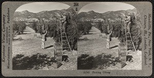"16745 Picking Olives", stereoview, circa 1910s