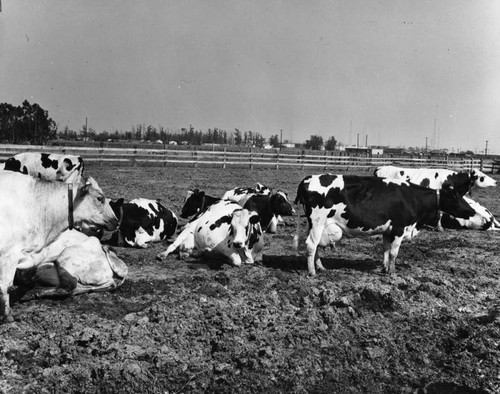Cattle in dairy farm feedlot