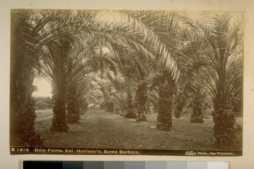 Date Palms, Col. Hollister's, Santa Barbara
