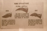 Wing structure diagram