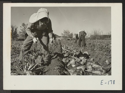 One member of a family group of former California residents topping beets in a field near Prospect, Colorado. Photographer: Parker, Tom Prospect, Colorado