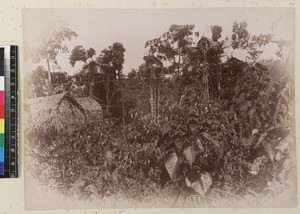 View of tree houses, Veiburi, near Port Moresby, Papua New Guinea, ca. 1890