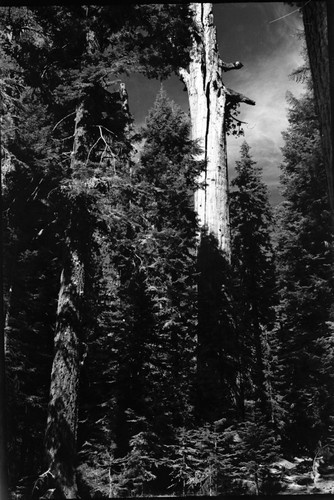 Miscellaneous Named Giant Sequoias, Stricken Tree