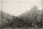 Almonds in bloom, A.263