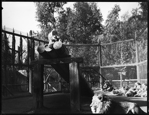 Male lion yawning atop a wooden outdoor stand with other lions in the background at Gay's Lion Farm, ca.1936