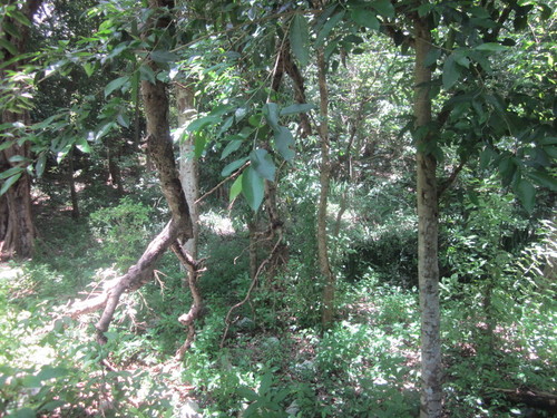 San Juan Koop forest around hacienda remains 01