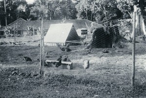 Henhouse of Libamba, in Cameroon