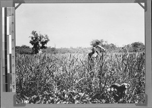 Konde man standing in a rice field, Nyasa, Tanzania, ca. 1898-1914