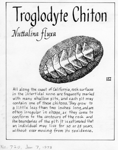 Troglodyte chiton: Nuttalina fluxa (illustration from "The Ocean World")