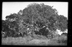 Tree, Mozambique, ca. 1933-1939