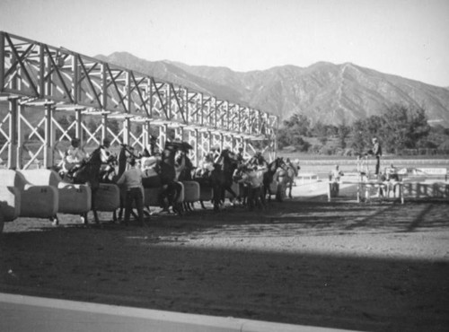 Horses at the gate at Santa Anita Racetrack