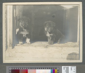 Puppies sitting in a doorway, Manchuria, 1910