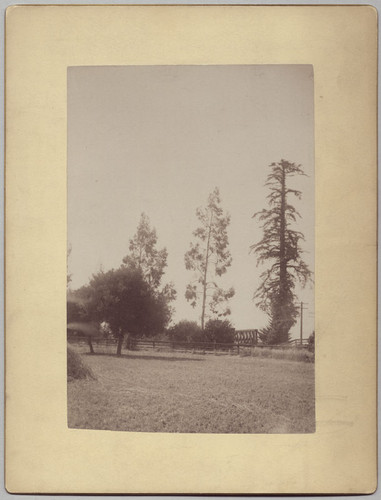 El Palo Alto [ca. 1900]