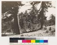 Sugar pine type on north slope Santa Lucia Mountain. Note Coulter pine reproduction