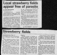 Local strawberry fields appear free of parasite