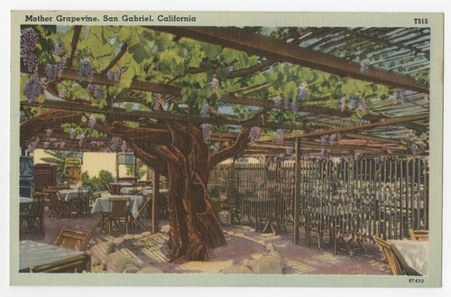 Mother grapevine, San Gabriel, California