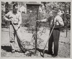 Planting redwoods in Ives Park, Sebastopol