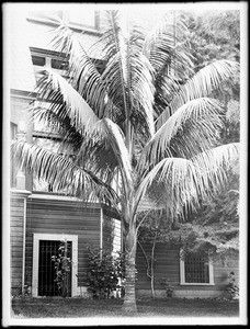 Arica Boneri palm tree, ca.1920
