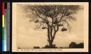 Artificial bee hives hanging from tree, Kenya, ca.1920-1940