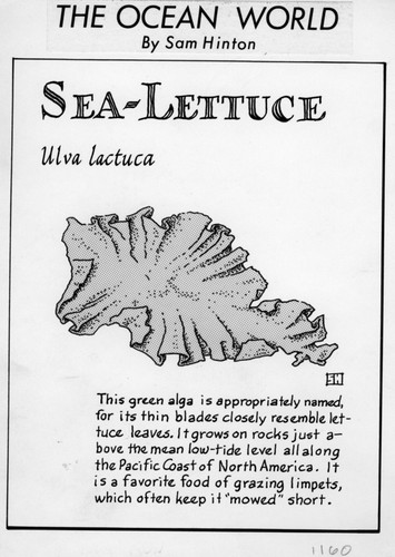 Sea-lettuce: Ulva lactuca (illustration from "The Ocean World")