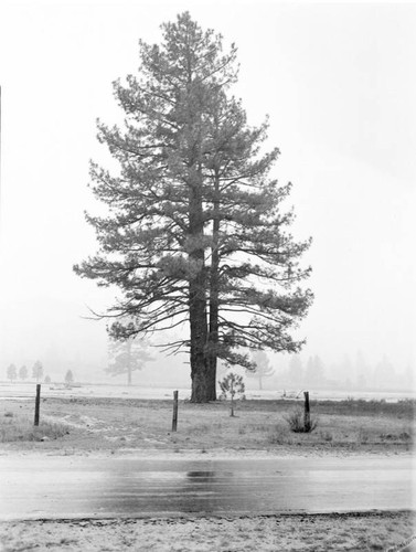 Snow covered pine tree, Mount San Jacinto