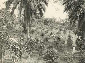 Plantation of cocoa and coffee, in Gabon