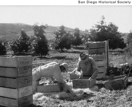 Two men in an avocado grove packing crates with avocados