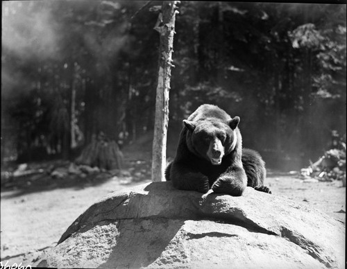 Bears and Bear Damage, Bears at bear pit, Bear HIll