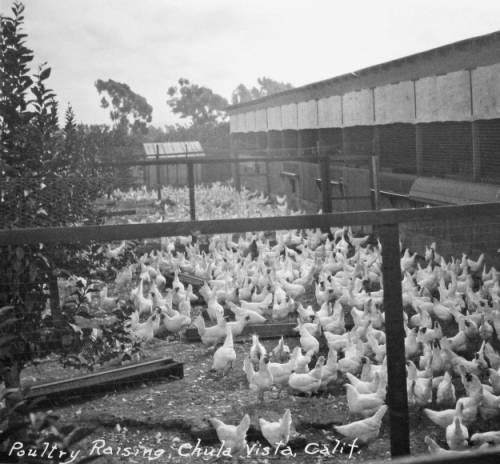 Raising Poultry