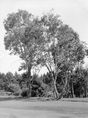 [Eucalyptus in Golden Gate Park]