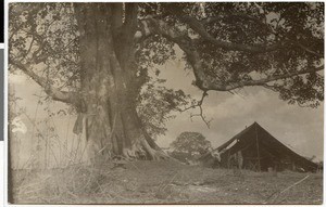 Tent under a tree, Ethiopia, 1929