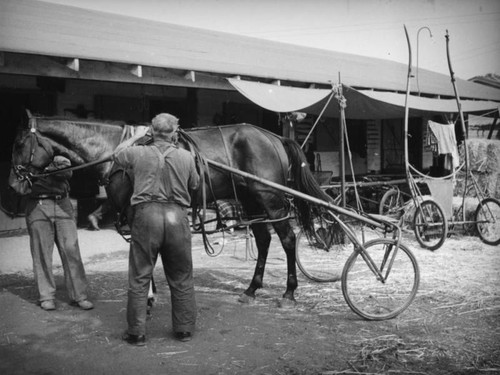 Horses being harnessed at the Los Angeles County Fair