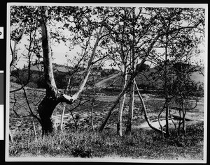 Sycamore trees near Johnston Lake on the Campbell-Johnston ranch, ca.1900