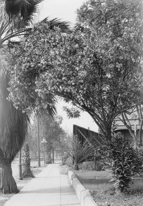 A large flowering Oleander tree and palms, on Broadway near Main Street looking south, Los Angeles, 1905