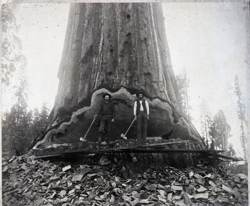 Mark Twain Tree, Logging, cutting Mark Twain Tree. Bill Mills on left (dark shirt) and S.D. Phips