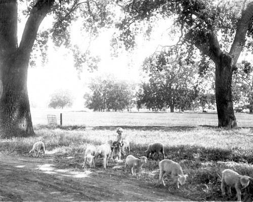 Girl with lambs on allotment 26. Durham State Land Settlement, Durham, Calif
