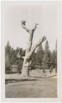Brete Harte - "Hangmans Tree", July 1946