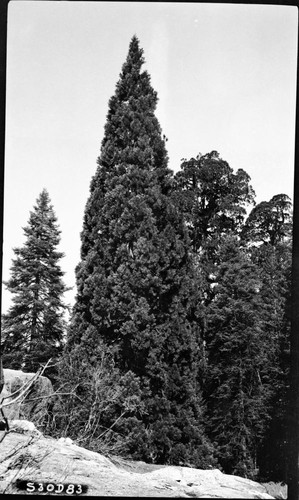 Giant Sequoias, Trail of the Sequoias, Spire Crown