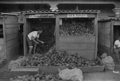 Man working at coconuts stand at city market, Cartagena Province, ca. 1978