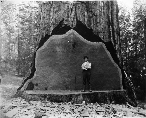 Millwood area, Logging, Undercut on giant sequoia (especially nice axework for photographic purposes.) Individual unidentified