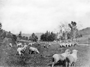 Grazing sheep in front of the Church of Angels in Garvanza, Los Angeles, ca.1888