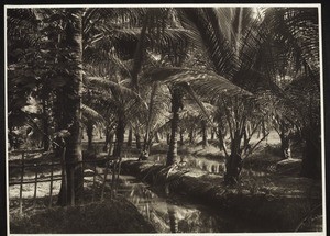 Malabar: Palm island amidst the fields - Malabar
