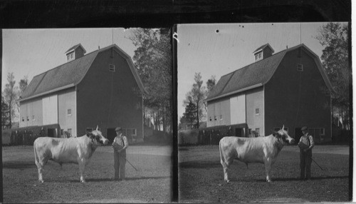 A two year old bull (weight 1,520 lb..) Experimental Farm, Charlottetown, P.E.I